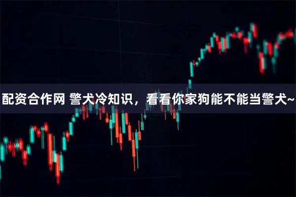 配资合作网 警犬冷知识，看看你家狗能不能当警犬~